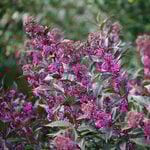  Callicarpa Pearl Glam®