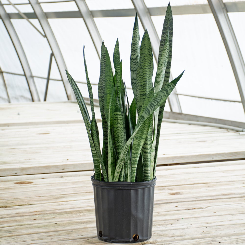 Snake Plant 'Black Coral,' 10