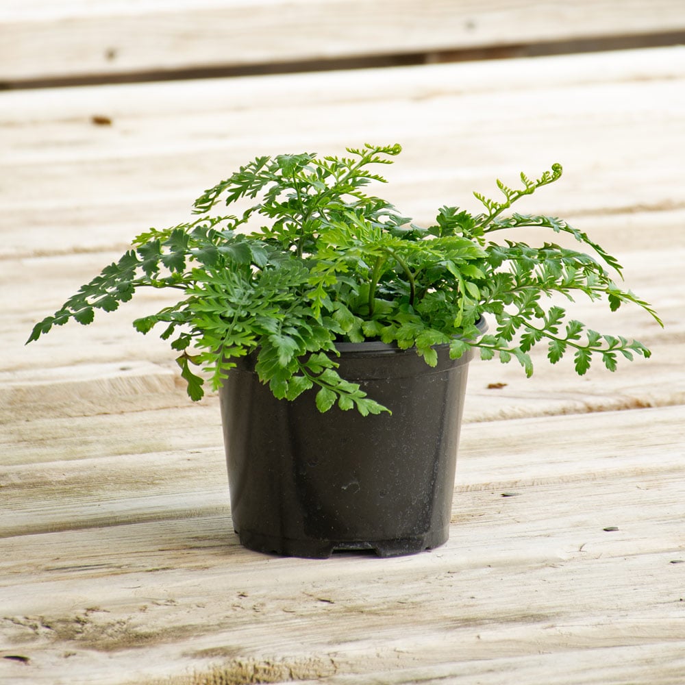 Bird's Nest Fern 'Austral Gem' | White Flower Farm
