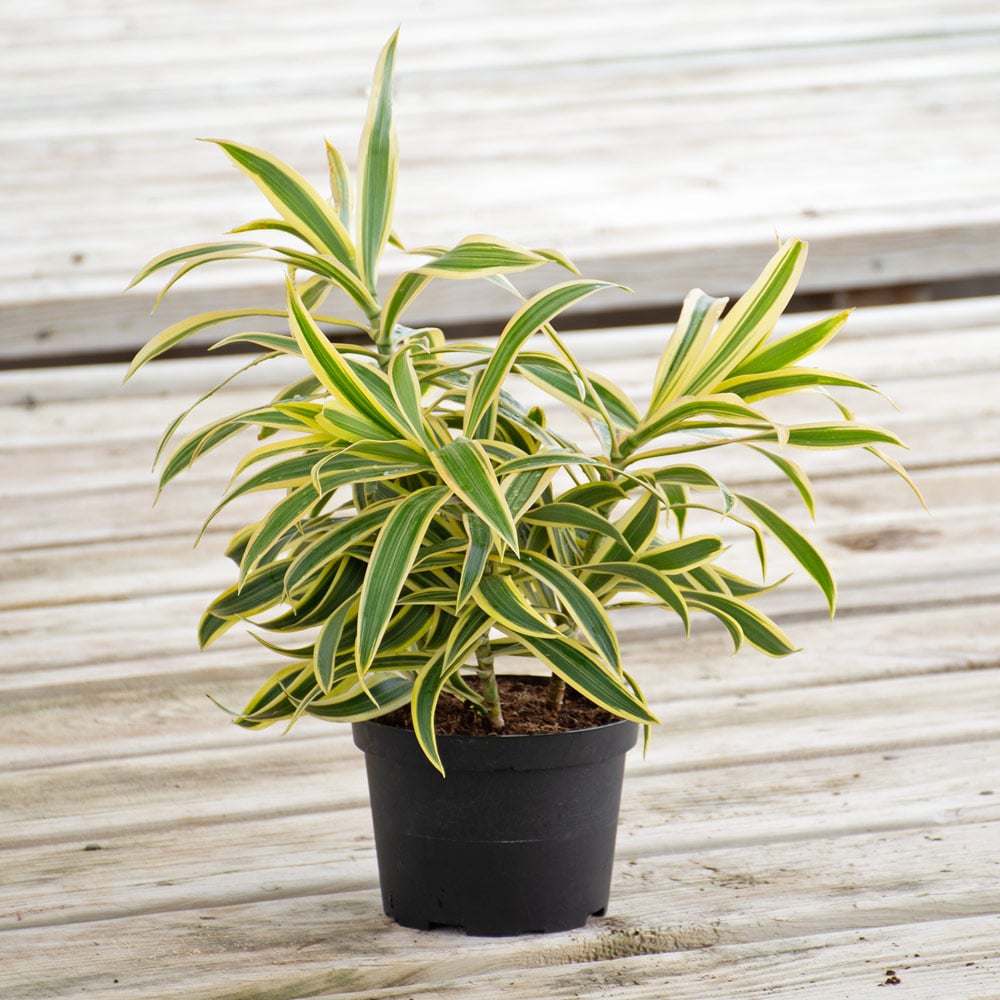 Dracaena 'Song of India'