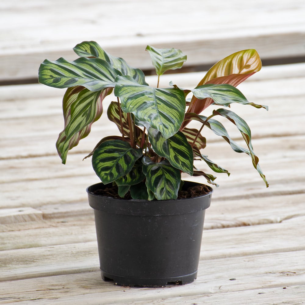 Calathea makoyana | White Flower Farm