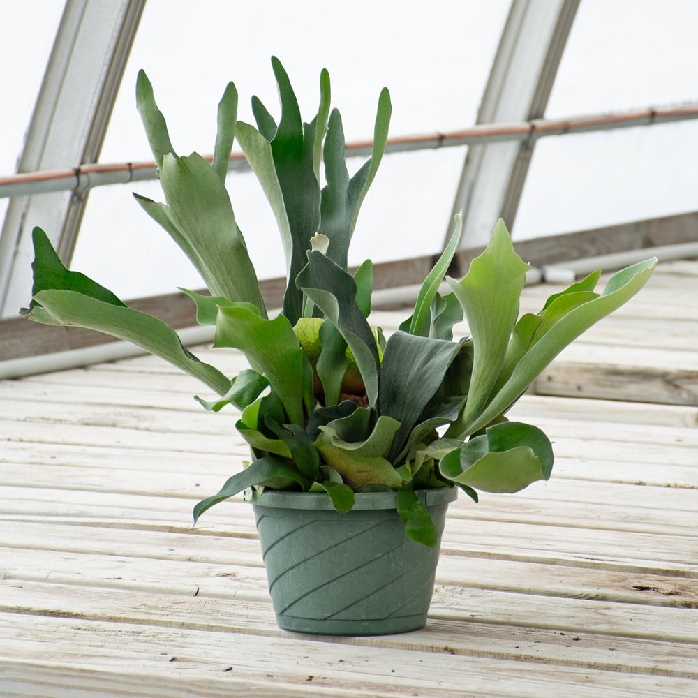 Staghorn Fern