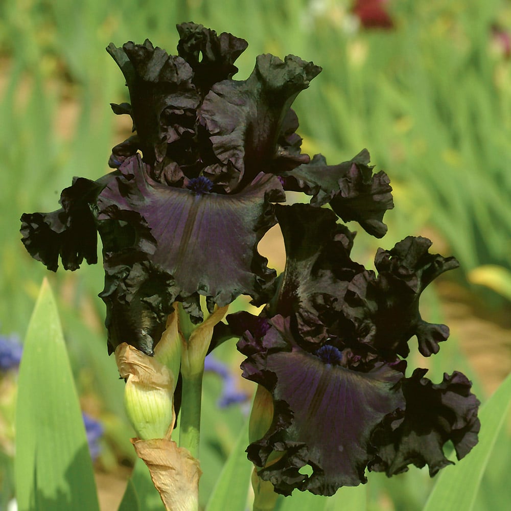 Iris germanica 'All Night Long'