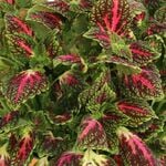  Coleus Main Street 'La Rambla'