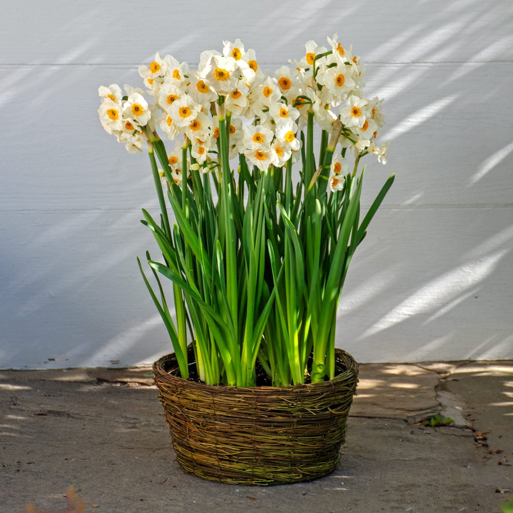 Narcissus 'L'Innocence,' Ready-to-Bloom Basket