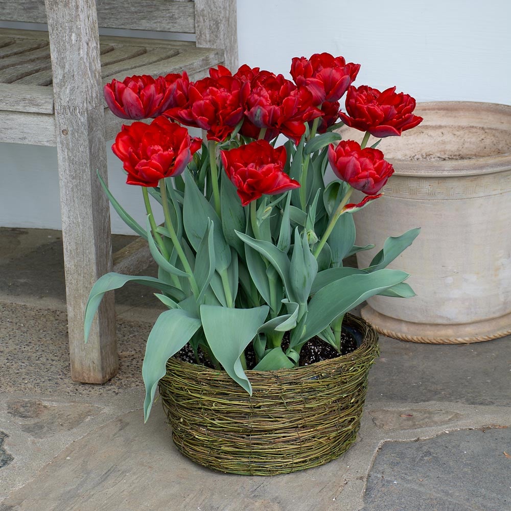 Tulip 'Red Princess,' Ready-to-Bloom Basket