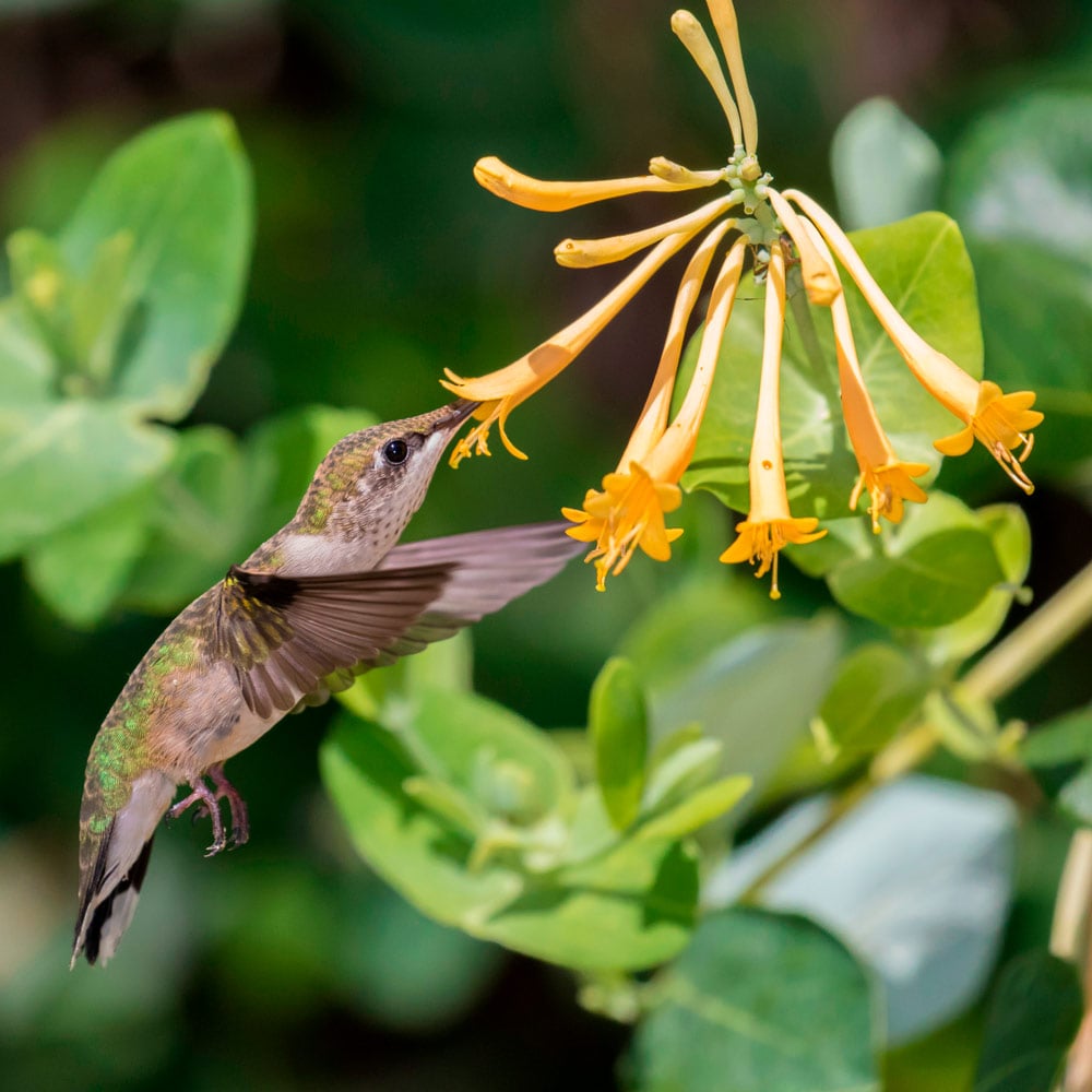 Lonicera sempervirens f. sulphurea 'John Clayton'