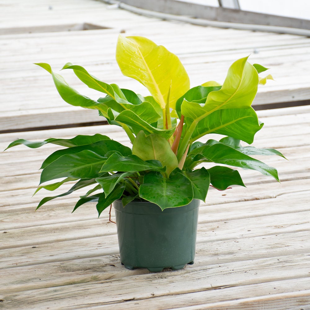Philodendron 'Moonlight' | White Flower Farm