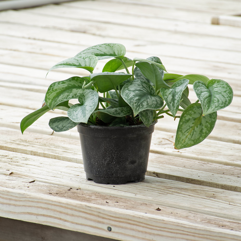 Scindapsus 'Silver Satin' | White Flower Farm