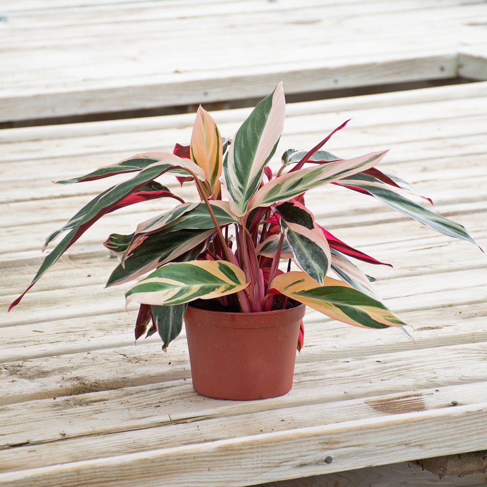 Stromanthe 'Triostar'
