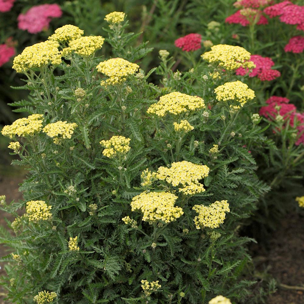 Achillea millefolium 'Sunny Seduction'