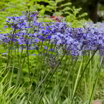  Agapanthus Midknight Blue®