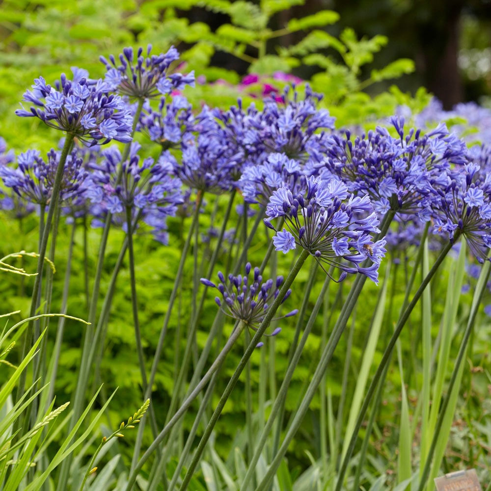 Agapanthus Midknight Blue®