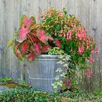  Beacon for Hummingbirds Container Garden