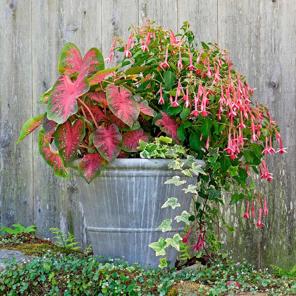 Beacon for Hummingbirds Container Garden