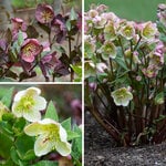  Snow Chaser Hellebore Trio