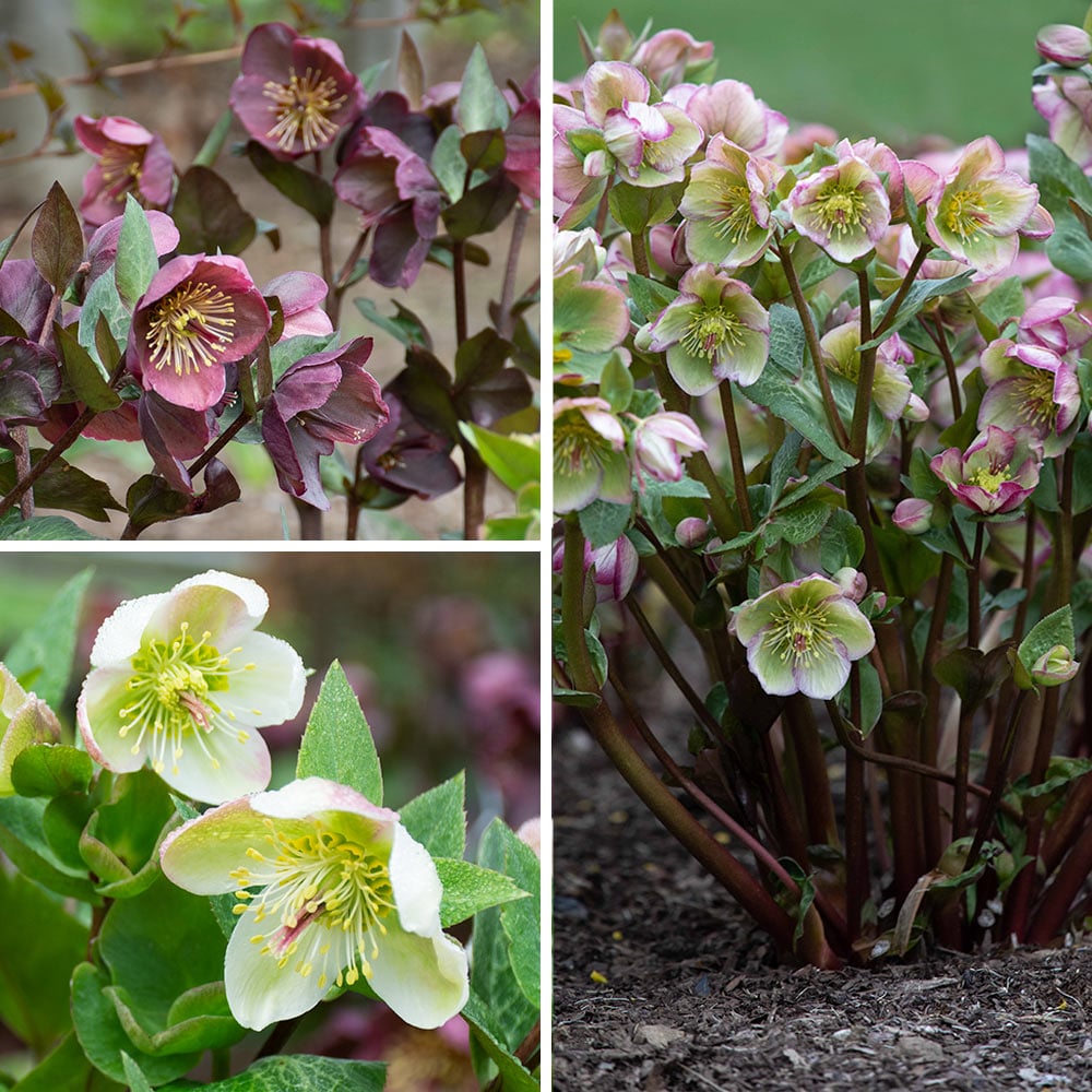 Snow Chaser Hellebore Trio