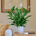  Peace Lily 'Mojo'