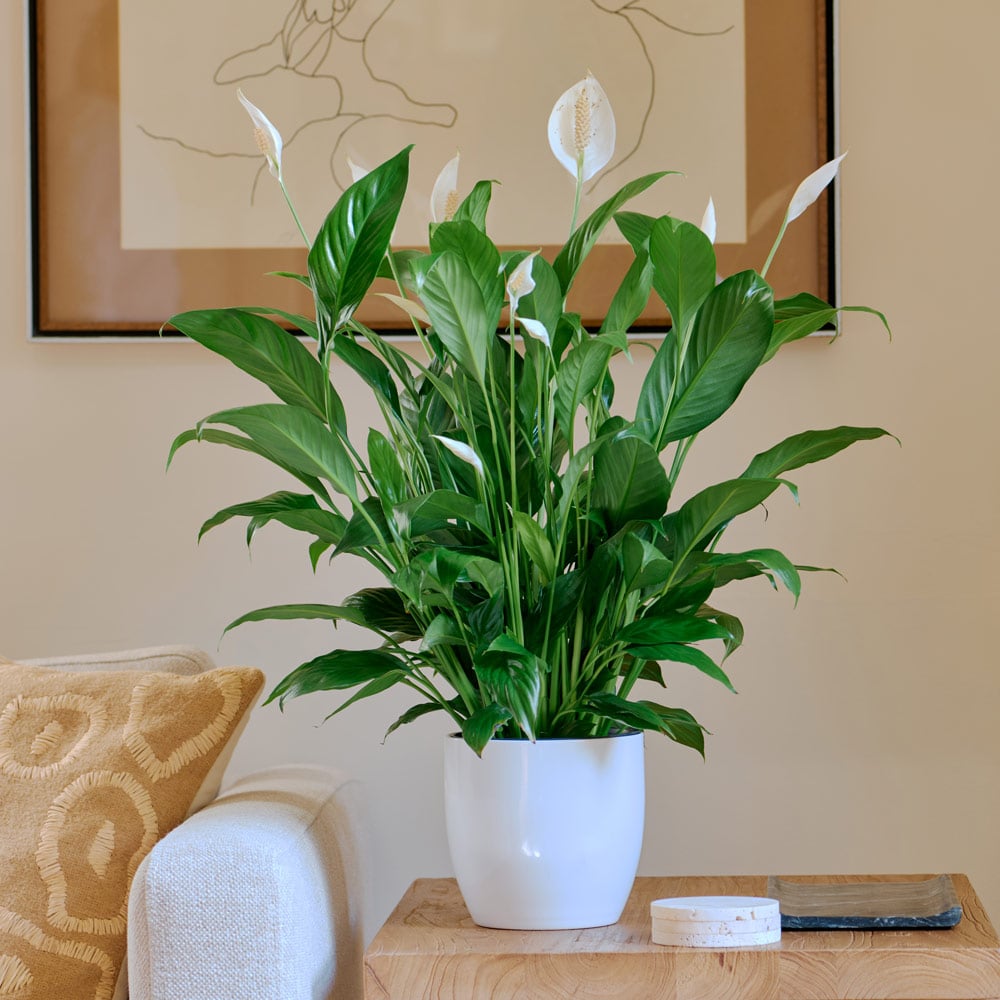 Peace Lily 'Mojo'
