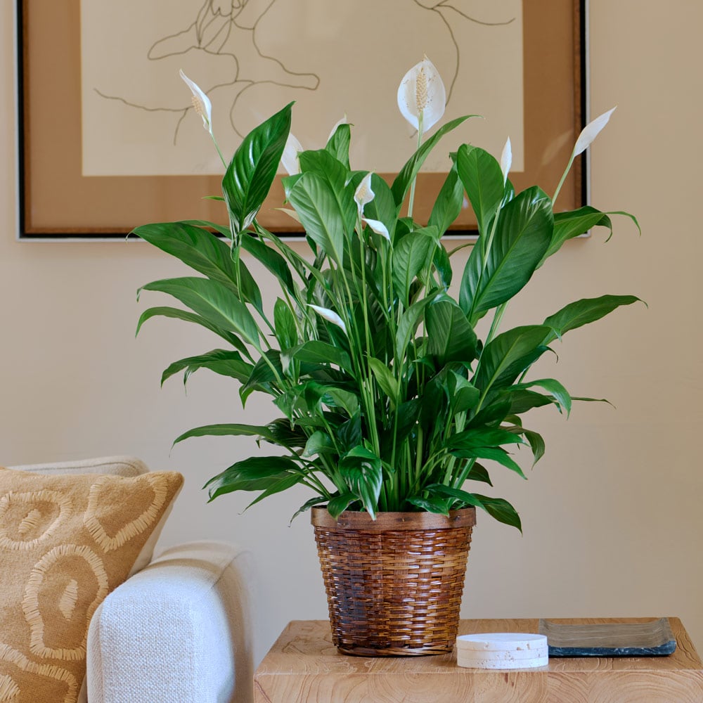 Peace Lily 'Mojo'