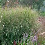  Panicum virgatum 'Northwind'