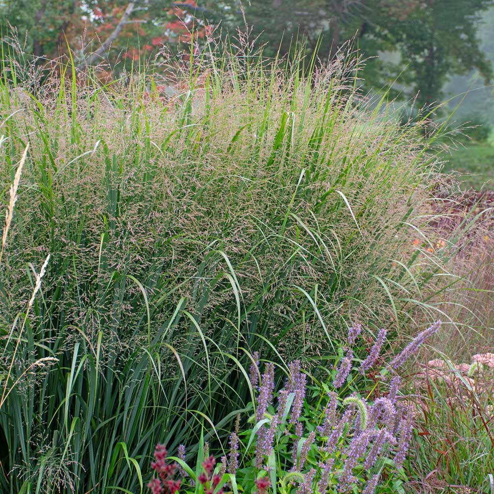 Panicum virgatum 'Northwind'