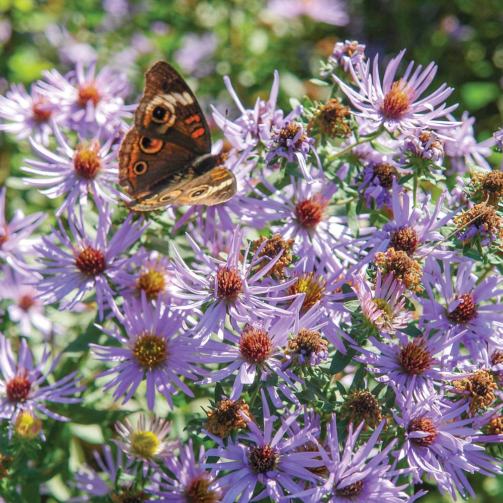 Symphyotrichum laeve 'Bluebird'