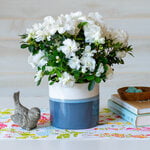  Azalea 'Honesty' in blue-and-white ceramic cachepot