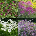  Start a Garden: Annual Cottage Garden