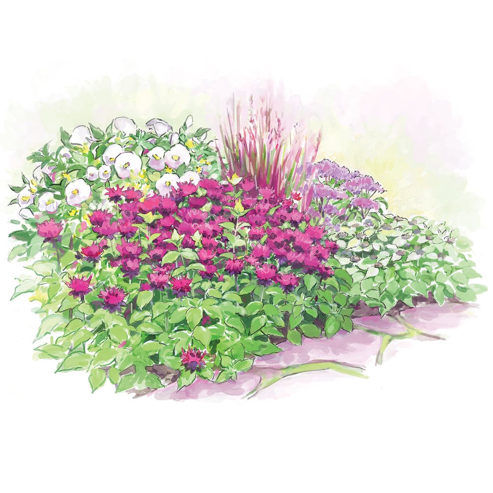 Rainy Day Perennial Collection
