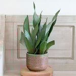  Snake Plant 'Moonshine'