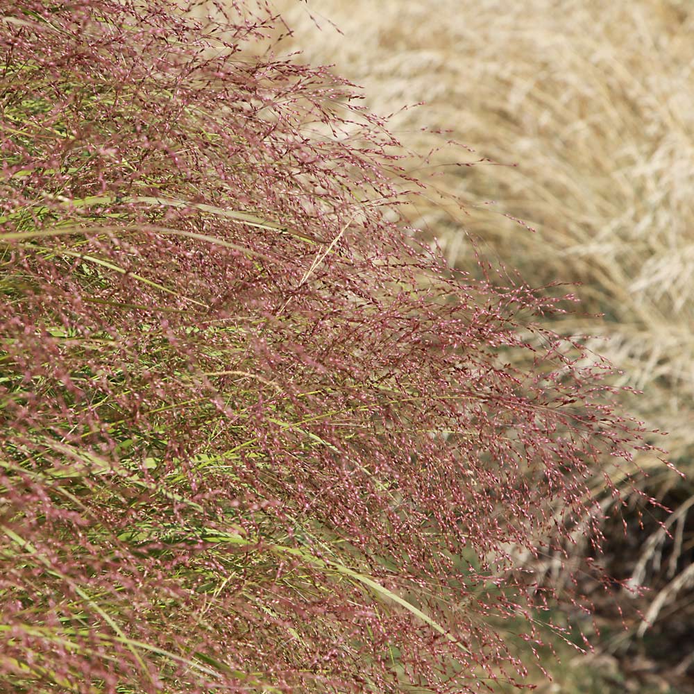 Eragrostis spectabilis