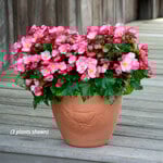  Begonia Dreams® Garden 'MacaRose'