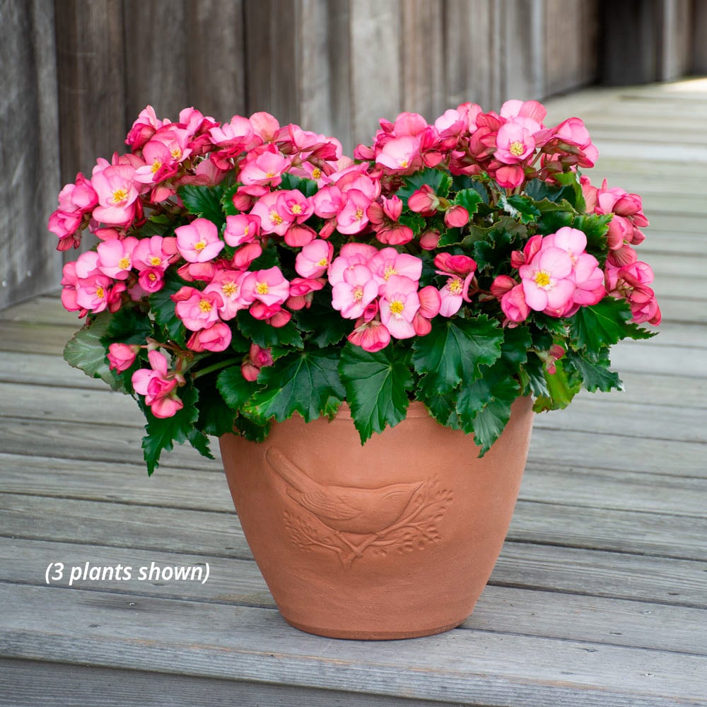 Begonia Dreams® Garden 'MacaRose'