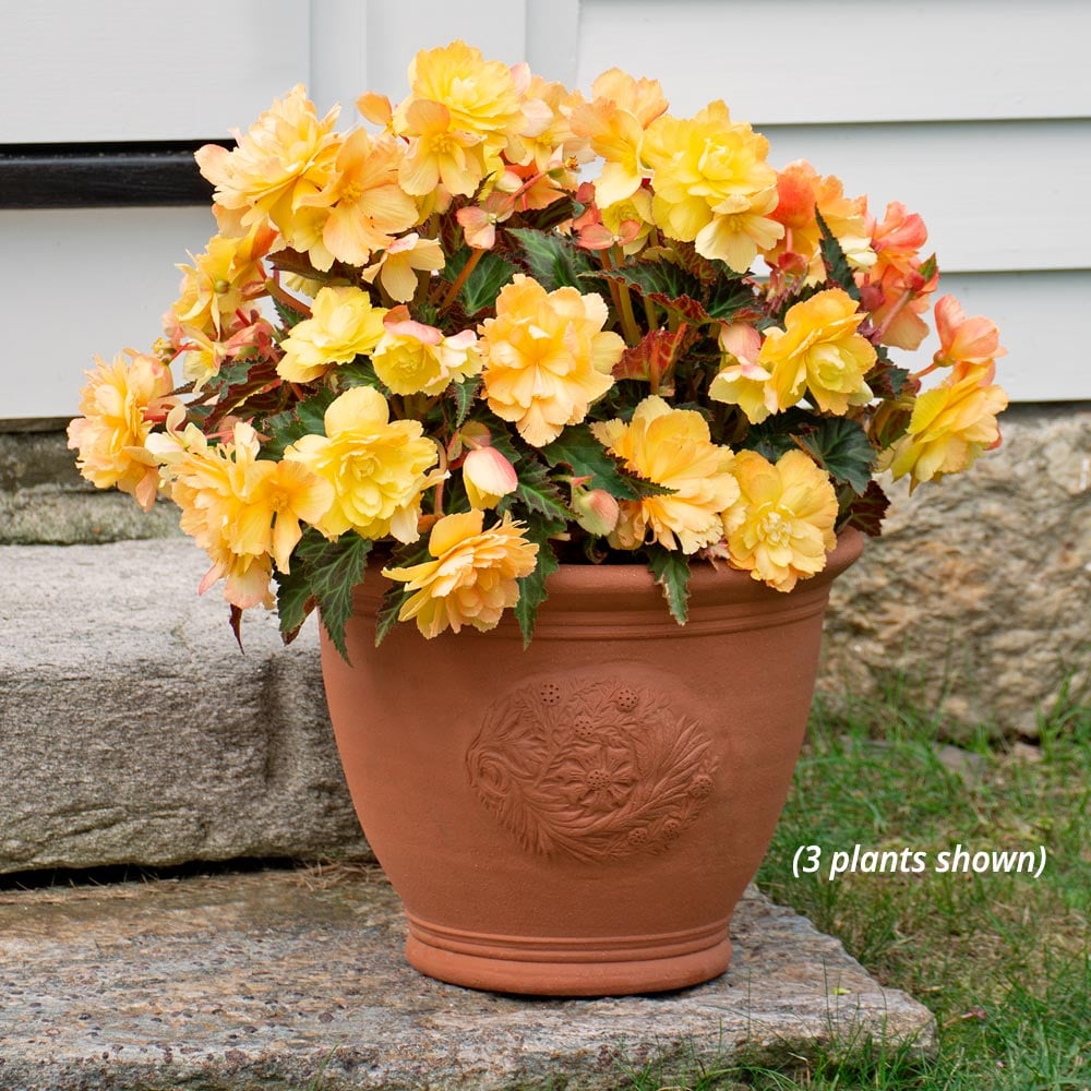 Begonia I'Conia® Portofino Citrix