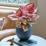  Chinese Evergreen 'Red Valentine'