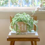  Curly Spider Plant 'Bonnie'