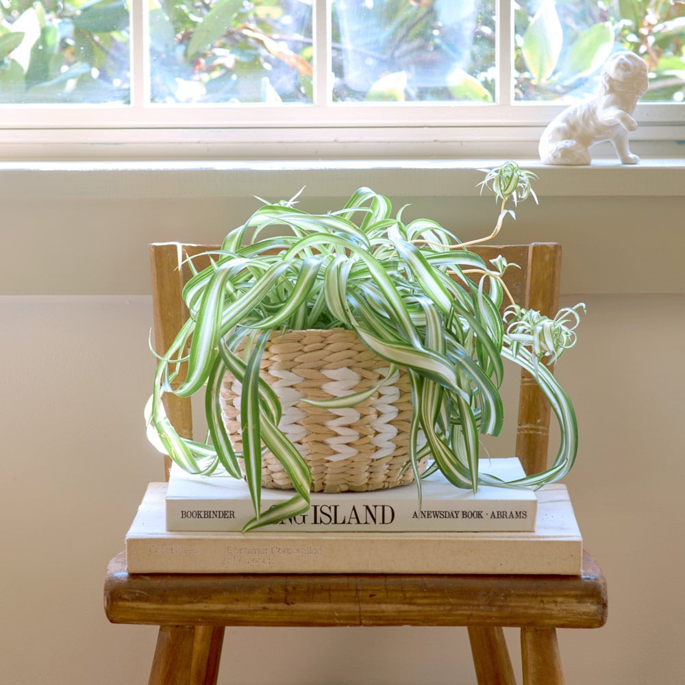 Curly Spider Plant 'Bonnie'