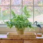  Blue Star Davana Fern