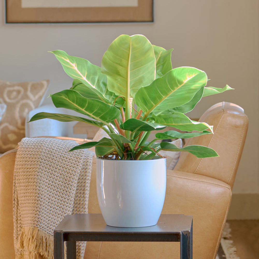 Philodendron 'Moonlight'