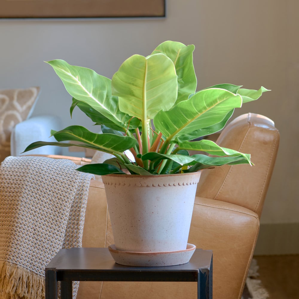 Philodendron 'Moonlight'