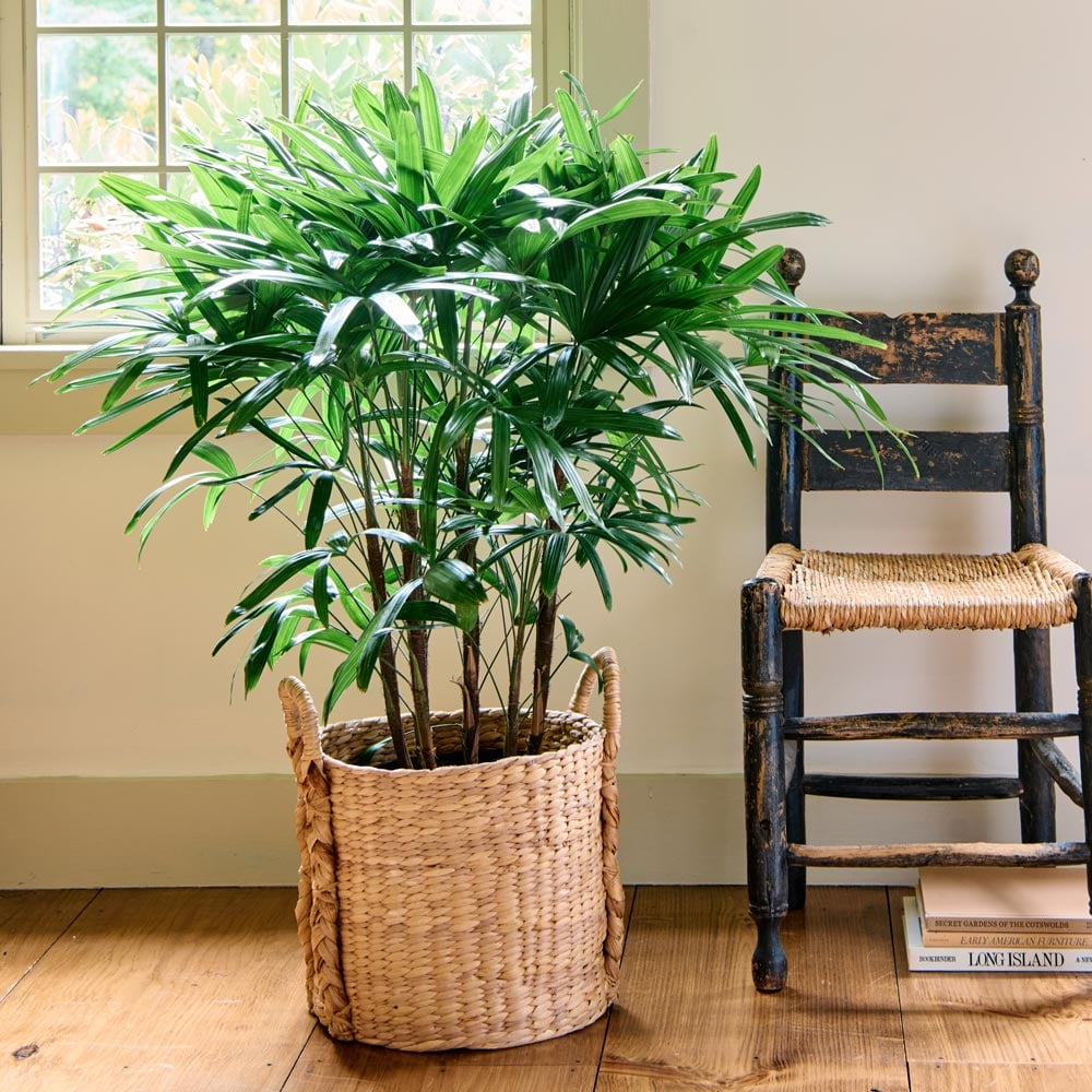 Lady Palm