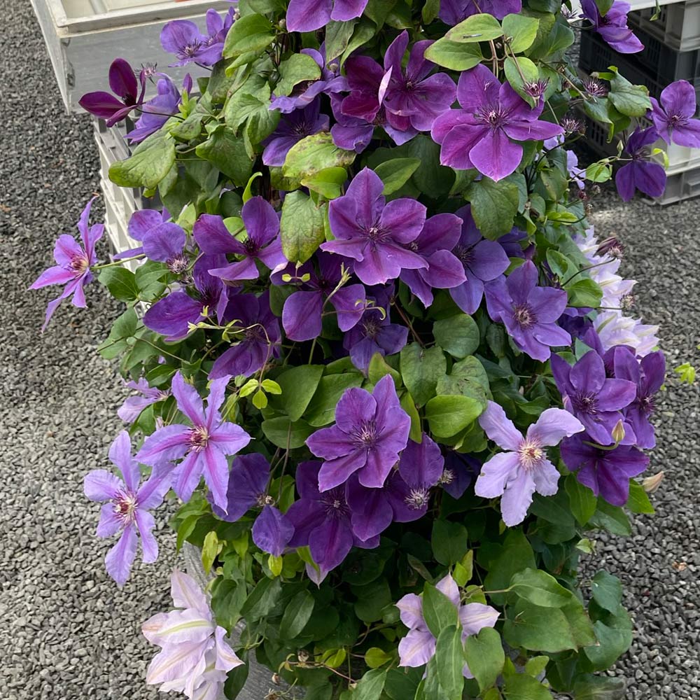 Clematis Ravel™ Boulevard®