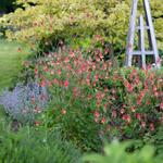  Aquilegia canadensis