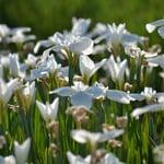  Iris ensata 'Mt. Fuji'