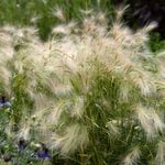  Hordeum jubatum