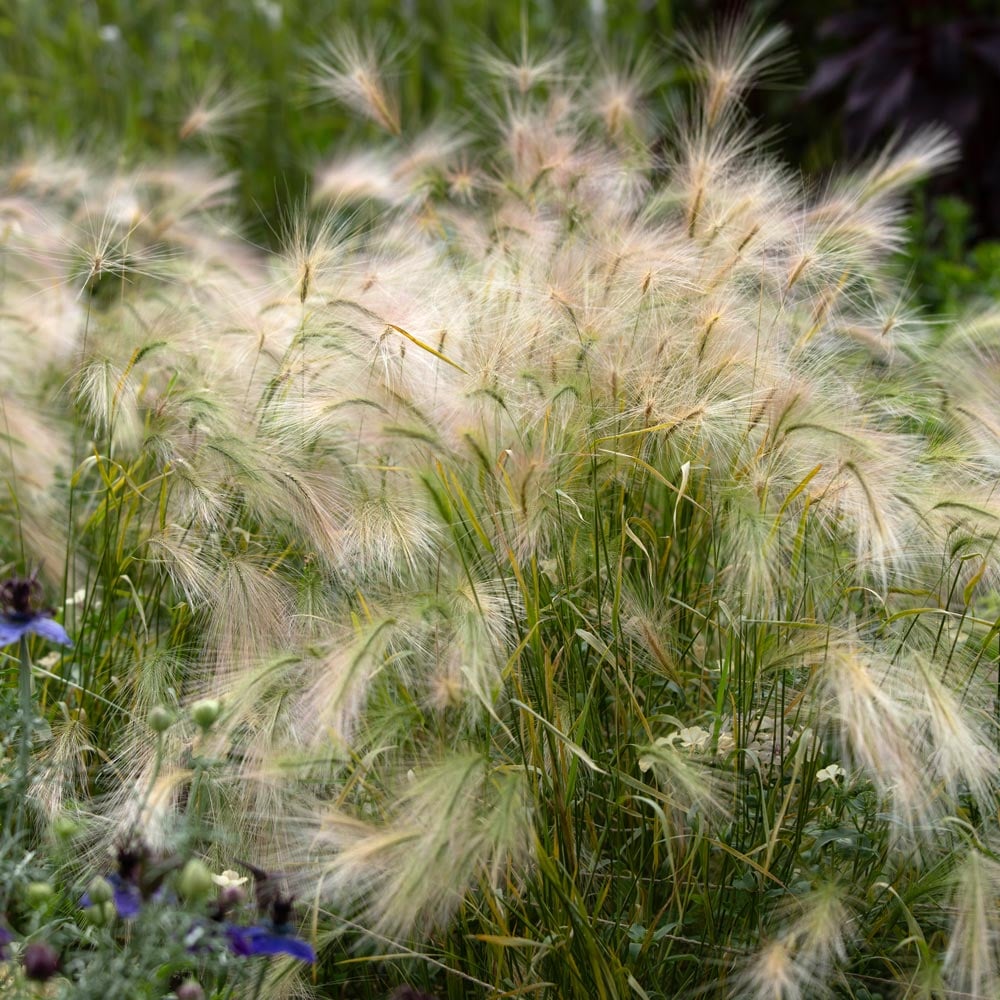 Hordeum jubatum