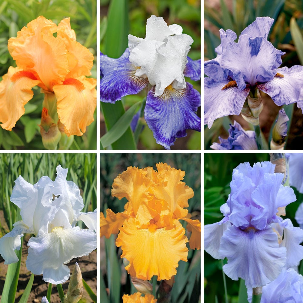Summer Fling Reblooming Iris Collection