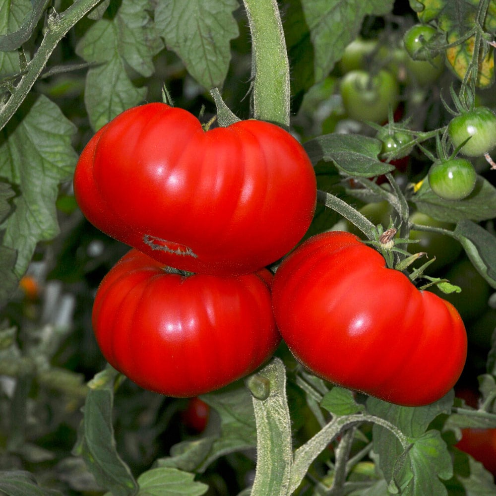 Tomato 'Beefsteak'