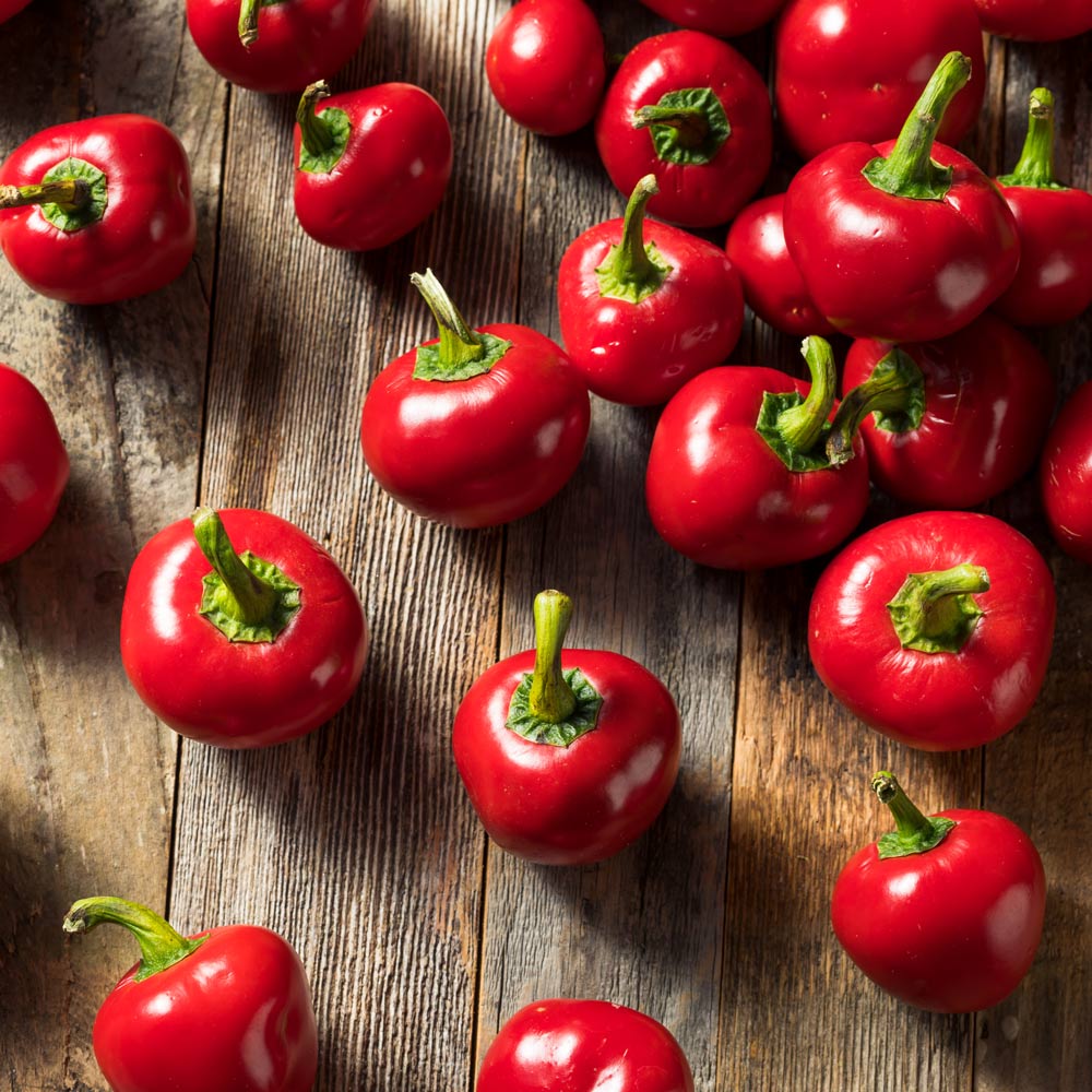 Pepper 'Cherry Bomb'